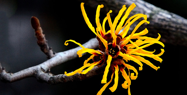getty-91235152-witch-hazel-flower-i-love-photo-and-apple-main.jpg