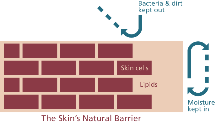 SkinBarrier_Eng.png