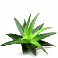 Organic Super Aloe