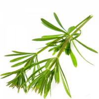 Organic Allantion