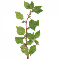 Organic Allantion